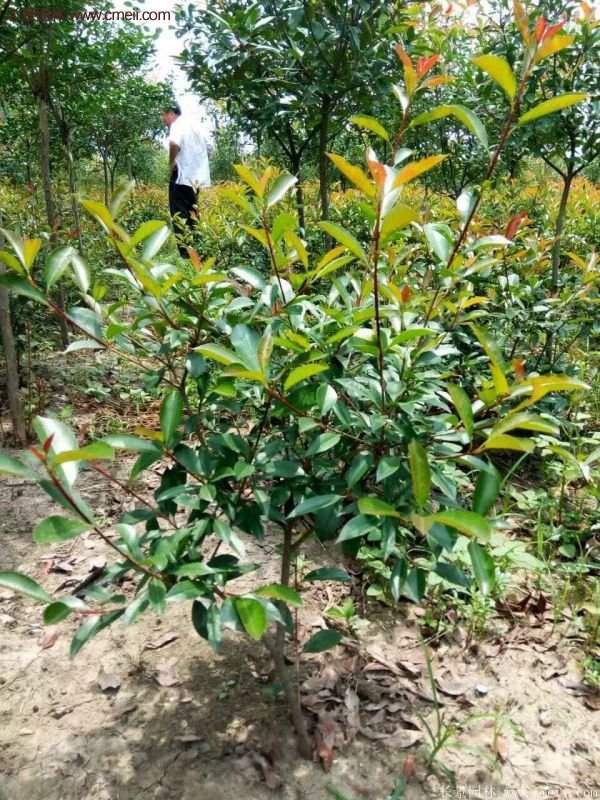 沭陽(yáng)紅葉石楠基地 沭陽(yáng)紅葉石楠基地