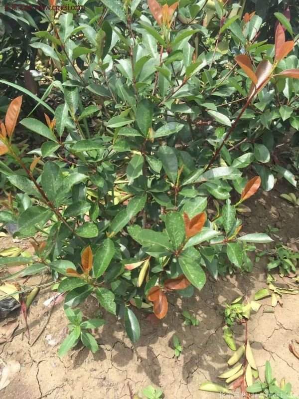 沭陽(yáng)紅葉石楠的規(guī)格 沭陽(yáng)紅葉石楠的規(guī)格