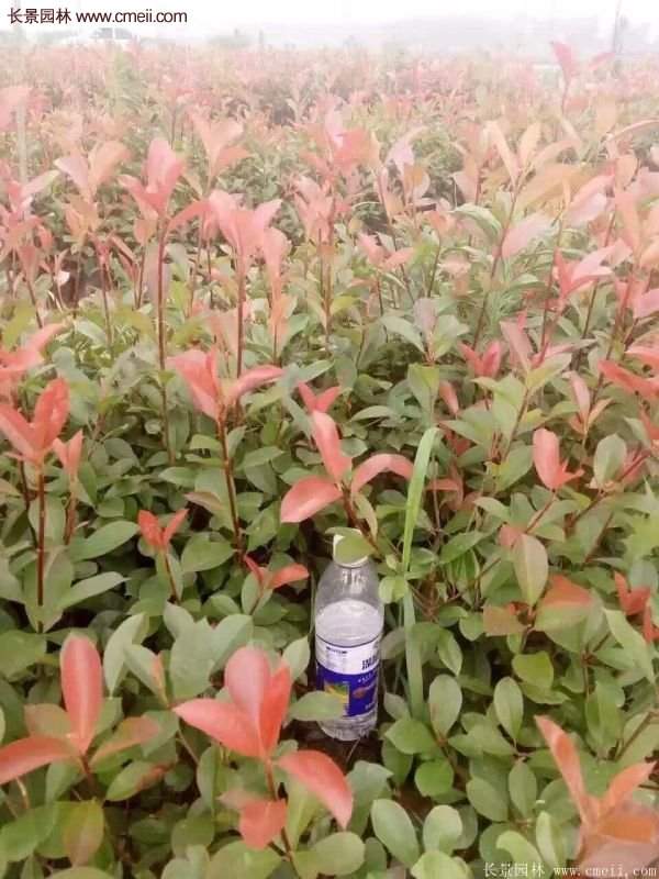 沭陽(yáng)紅葉石楠的規(guī)格 沭陽(yáng)紅葉石楠的規(guī)格