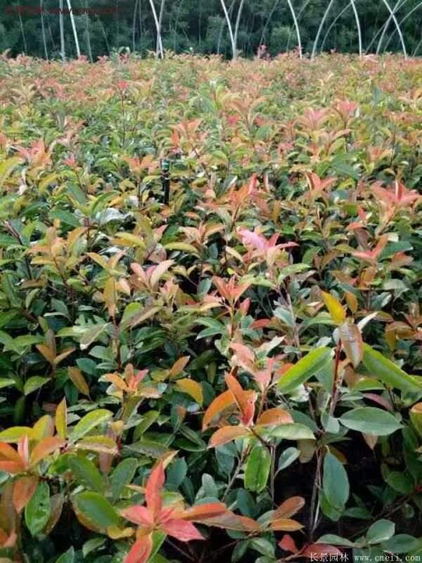 沭陽(yáng)紅葉石楠的規(guī)格 沭陽(yáng)紅葉石楠的規(guī)格