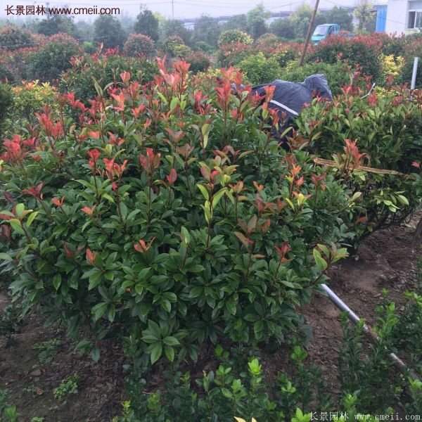 沭陽(yáng)紅葉石楠的規(guī)格 沭陽(yáng)紅葉石楠的規(guī)格