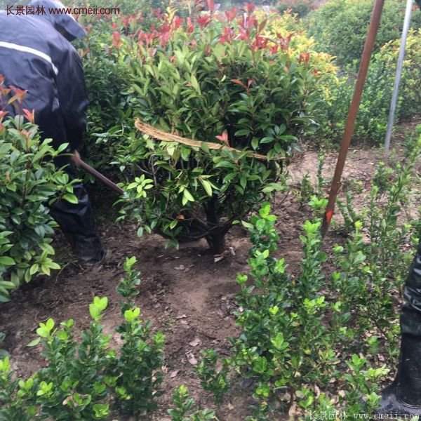 沭陽(yáng)紅葉石楠的規(guī)格 沭陽(yáng)紅葉石楠的規(guī)格