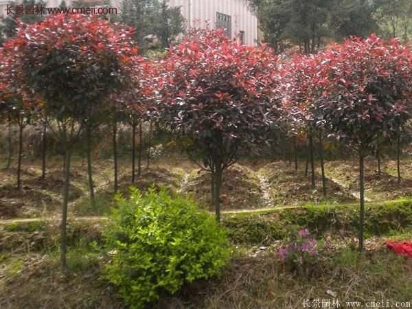 沭陽紅葉石楠基地 沭陽紅葉石楠基地