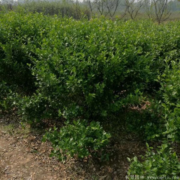 衛矛球-長景園林