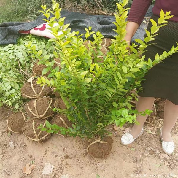 金葉女貞球-長(zhǎng)景園林