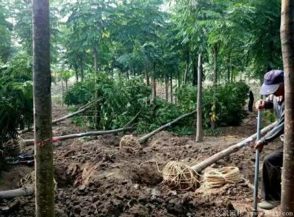 黃山欒樹(shù)圖片黃山欒樹(shù)基地