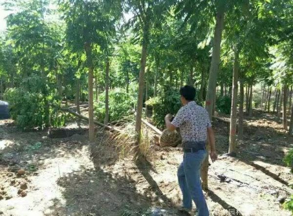 黃山欒樹(shù)圖片黃山欒樹(shù)基地