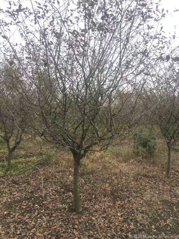 垂絲海棠圖片基地實(shí)拍 垂絲海棠圖片基地實(shí)拍