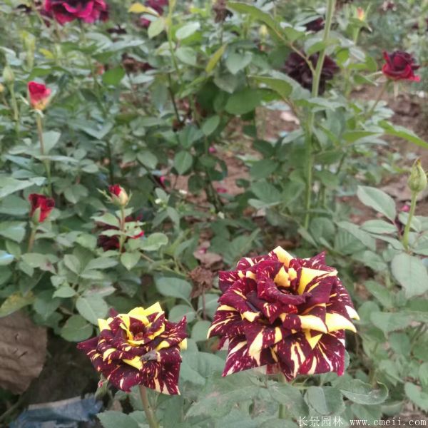 雜種香水月季圖片 雜種香水月季圖片