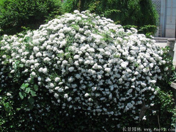 薔薇苗圖片基地實(shí)拍