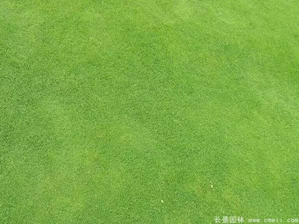 馬尼拉草坪種子發芽出苗圖片