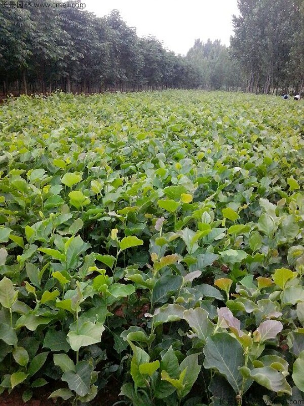 玉蘭種子發芽出苗圖片