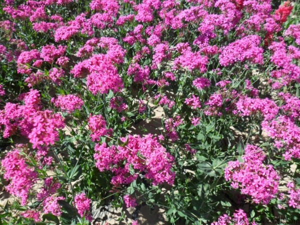 高雪輪種子發芽出苗開花圖片