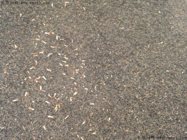 蛇鞭菊種子圖片