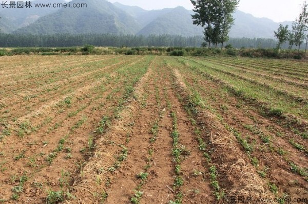 重陽木種子發(fā)芽出苗圖片