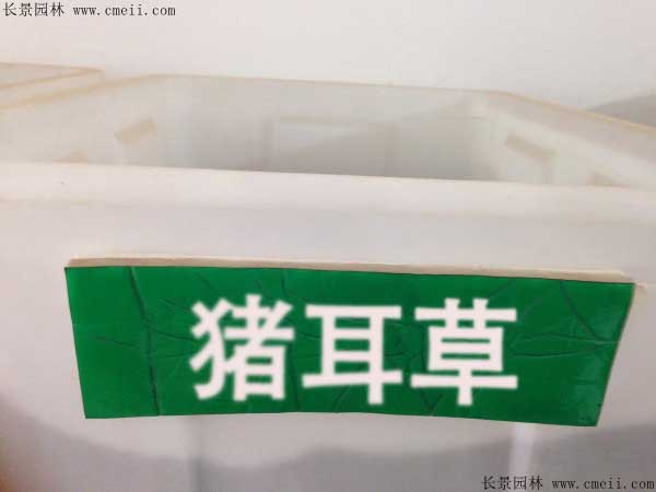 豬耳草種子圖片