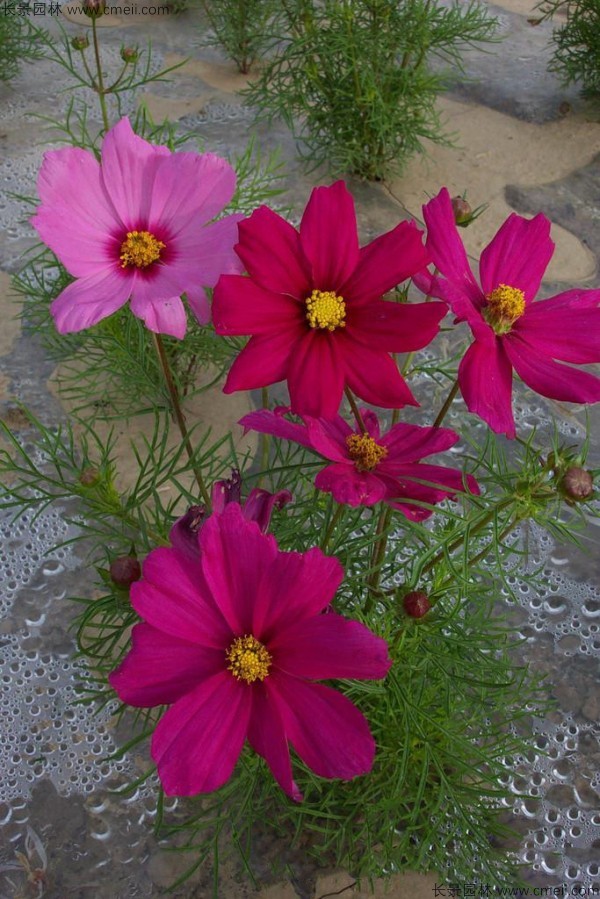 格?；ǚN子發芽出苗開花圖片