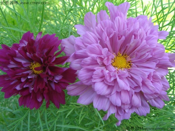 格?；ǚN子發芽出苗開花圖片