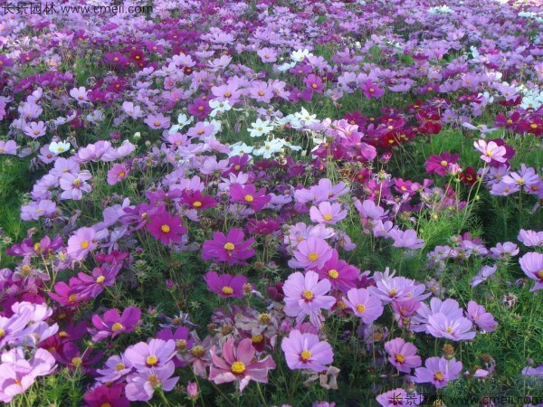 格?；ǚN子發芽出苗開花圖片