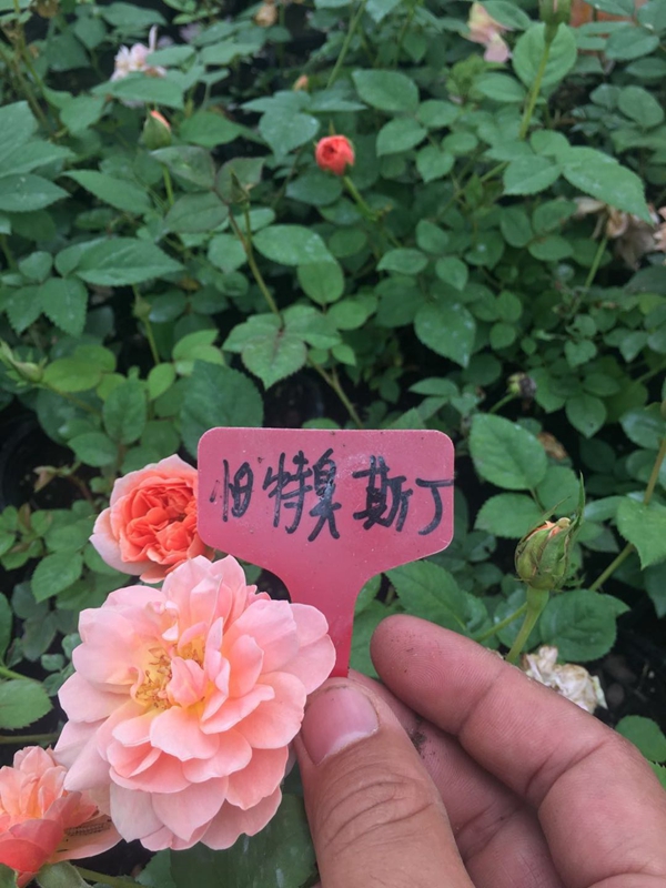 怕特臭斯丁